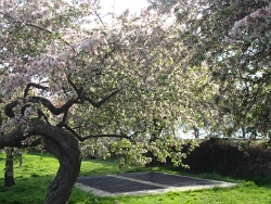 2011 Spring Scenery Walk - Riverside Park 18